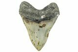 Serrated, Fossil Megalodon Tooth - North Carolina #272399-2
